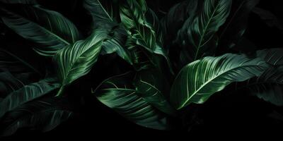 Leaves of spathiphyllum cannifolium abstract green dark texture nature background tropical leaf decorative background scene photo