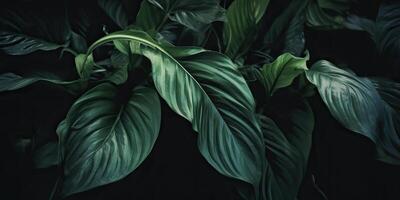 Leaves of spathiphyllum cannifolium abstract green dark texture nature background tropical leaf decorative background scene photo