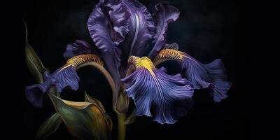 Dark plant floral iris flowers decoration background scene photo