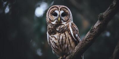 Owl bird sitting on a banch tree. Wil life nature outdoor forest background landscape scene photo