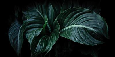 Leaves of spathiphyllum cannifolium abstract green dark texture nature background tropical leaf decorative background scene photo