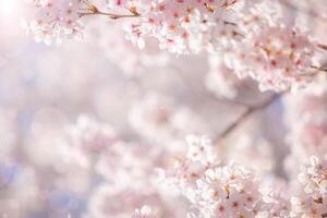 sakura flowers of pink color on sunny backdrop. Beautiful nature spring background with a branch of blooming sakura. photo