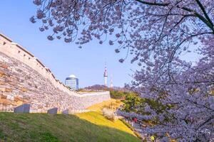 cherry tree in spring and Namsan Mountain with Namsan Tower in the background, Seoul. South Korea. photo