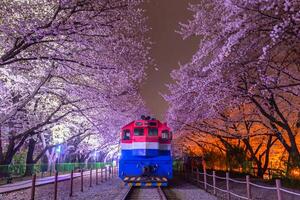 Cereza florecer y tren en primavera a noche eso es un popular Cereza florecer visita lugar, jinhae, sur Corea. foto