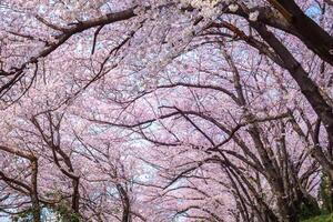 Cherry tree branches and cherry blossoms bloom in spring in South Korea. photo