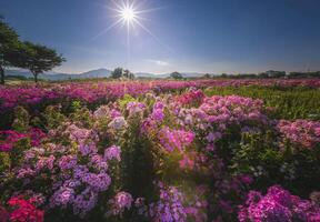 hermosa flor jardín cerca cheomseongdae en gyeongju, gyeongsangbuk-do, sur Corea. foto