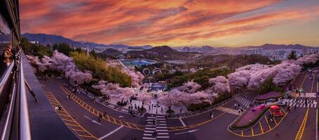 Panorama Cherry blossoms blooming in spring at E-World 83 Tower a popular tourist destination. in Daegu,South Korea. photo