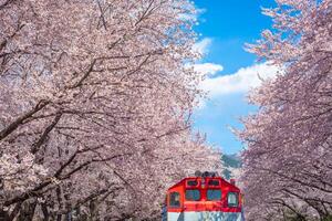 Cherry blossom and train in spring in Korea is the popular cherry blossom viewing spot, jinhae South Korea. photo