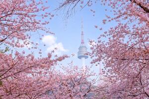 Seúl torre en primavera con Cereza florecer árbol en lleno floración, sur Corea. foto