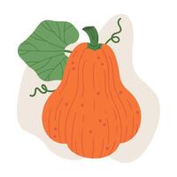 Víspera de Todos los Santos fiesta calabaza. linda naranja tradicional squash verdura, octubre cosecha calabaza decoración plano ilustración. Víspera de Todos los Santos fiesta calabaza en blanco vector