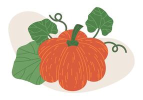 Halloween orange pumpkin. Halloween october holiday pumpkin decoration, cute traditional squash vegetable flat illustration. Fall holidays gourd on white vector