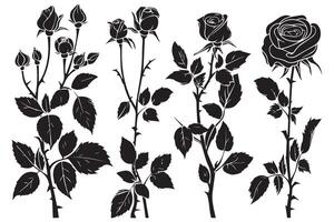 black silhouette Set of rose with leaves Flower black silhouette white background vector