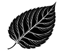 Black and white leaf vector