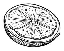 Hand drawn sketch doodle of a lemon or lime vector