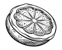 Hand drawn sketch doodle of a lemon or lime vector