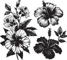 Hibiscus flowers drawing and sketch with line art, black color silhouette vector