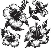 Hibiscus flowers drawing and sketch with line art, black color silhouette vector