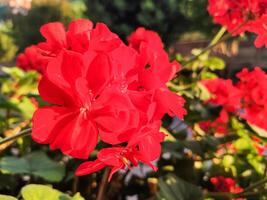 Geranium flower detail photo