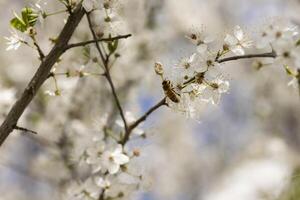 Close Up of White Flowers on a Tree photo