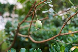 feijoa crece en un sin hojas árbol rama en el jardín foto