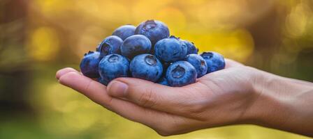 Fresh plump blueberries held in hand with copy space, blurred background of blueberry selection photo