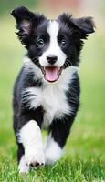 Border collie puppy herding sheep in lush green pasture, showcasing intelligence and energy photo