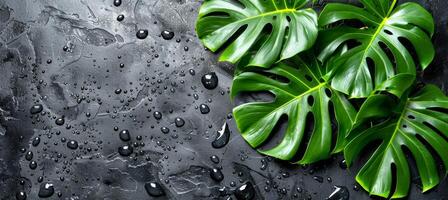 Botanical monstera leaf with water drops on dark backdrop, greenery nature background photo