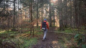 Masculin promeneur en marchant dans forêt sur sol randonnée Piste avec sac à dos vue de retour dans l'automne. solo voyageur profiter scandinave la nature. promeneur homme de derrière randonnée dans l'automne automne. nationale parc. video