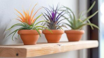 A trio of terracotta pots filled with unique and colorful air plants arranged in a grid pattern on a floating shelf creating a striking and modern display in a hallway photo