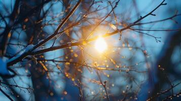 An image of the sun shining through tree branches a reminder of the absence of natural light during winter. photo
