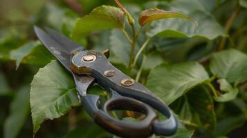 un conjunto de lujoso poda tijeras presentando agudo cuchillas y un suave fácil de usar mecanismo Perfecto para el meticuloso jardinero foto