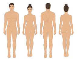 hombre y mujer cuerpo frente y espalda ver ilustración. aislado contorno línea contorno modelo humano cuerpo diferente género sin ropa. vector