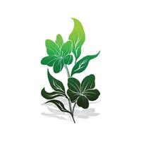 A green leafy plant with two flowers vector