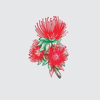 hand drawn botanical Ohia lehua vector