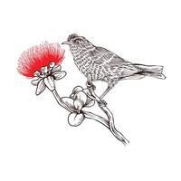 hand drawn lehua bird and flower sketch in engraving style vector
