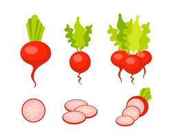 Red radish fresh with leave cartoon set. Ripe radishes vector