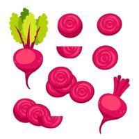 Beetroots set. Fresh red beetroot slices and leaves on white background vector