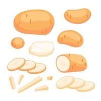 Potato set, raw sliced potatoes, french fries and chips. Whole root crops and sliced pieces vector