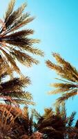 palmbomen bij zonsonderganglicht en lucht video