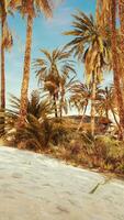 palm trees in the Sahara desert video