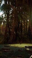 palmeiras no deserto do saara video