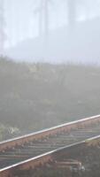Tom järnväg går genom dimmig skog på morgonen video