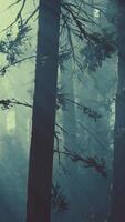 black tree trunk in a dark pine tree forest video