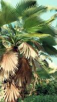 tropical palms and plants at sunny day video