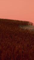 campo di grano d'oro al paesaggio al tramonto video