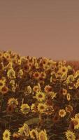 campo de girasoles florecientes en una puesta de sol de fondo video
