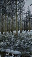 floresta de inverno no meio do nevoeiro video