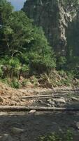 een sereen rivier- vloeiende door een levendig tropisch oerwoud video