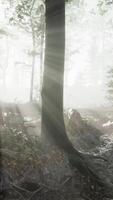 vista panoramica della maestosa foresta in una nebbia mattutina video