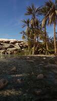 Oasis d'étang fantastique dans une forêt de palmiers video